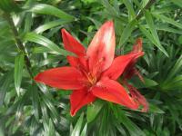 Lilie 'Red Sensation' - Asijské hybridy vysoké (Lilium)