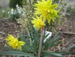 Narcis 'Rip van Twinkle' - Plnokvěté narcisy (Narcissus)