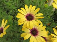Osteospermum (Osteospermum ecklonis)