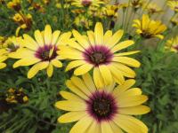 Osteospermum (Osteospermum ecklonis)