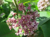 Klejicha hedvábná (Asclepias syriaca)