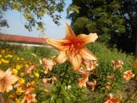 Lilie 'Evina' - AT hybridy (Lilium)