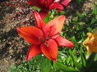 Lilie 'Red Sensation' - Asijské hybridy vysoké (Lilium)