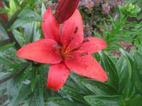 Lilie 'Red Sensation' - Asijské hybridy vysoké (Lilium)