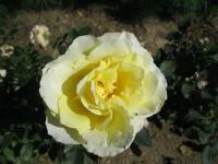 Růže 'Elina' - Velkokvěté růže, čajohybridy (Rosa)