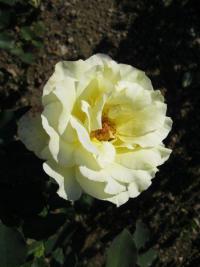 Růže 'Elina' - Velkokvěté růže, čajohybridy (Rosa)