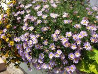 Všelicha (Brachyscome)