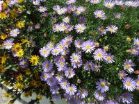 Všelicha (Brachyscome)