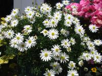 Všelicha (Brachyscome)