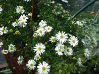 Všelicha (Brachyscome)