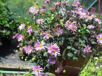 Všelicha (Brachyscome)