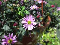 Všelicha (Brachyscome)