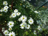 Všelicha (Brachyscome)