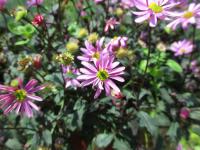 Všelicha (Brachyscome)