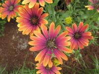 Paprskovka (Osteospermum)