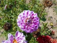 Jiřinka 'Optic Illusion' (Dahlia)