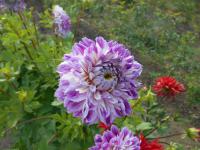Jiřinka 'Optic Illusion' (Dahlia)