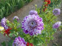 Jiřinka 'Optic Illusion' (Dahlia)