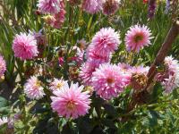 Jiřinka 'Ulf Merbold' - Dekorační jiřinky (Dahlia)