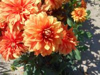 Jiřinka 'Ovation' (Dahlia)