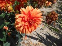 Jiřinka 'Ovation' (Dahlia)