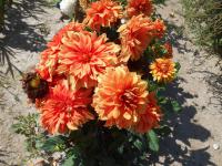 Jiřinka 'Ovation' (Dahlia)