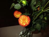 Jiřinka 'New Baby' (Dahlia)