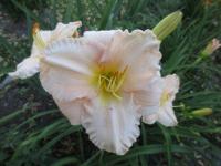Denivka 'Lullaby Baby' (Hemerocallis)