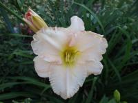 Denivka 'Lullaby Baby' (Hemerocallis)