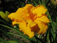 Denivka 'Condilla' (Hemerocallis)