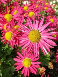 Listopadka 'Mrs Jessie Cooper' (Chrysanthemum)