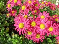 Listopadka 'Mrs Jessie Cooper' (Chrysanthemum)