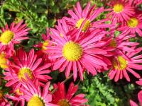 Listopadka 'Mrs Jessie Cooper' (Chrysanthemum)