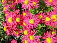 Listopadka 'Mrs Jessie Cooper' (Chrysanthemum)