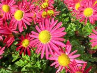Listopadka 'Mrs Jessie Cooper' (Chrysanthemum)