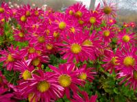 Listopadka 'Mrs Jessie Cooper' (Chrysanthemum)