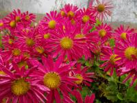 Listopadka 'Mrs Jessie Cooper' (Chrysanthemum)