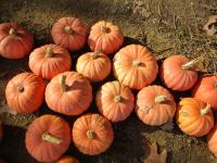 Tykev obrovská 'Miss Sofie Pink'