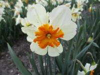 Narcis 'Parisienne' - Collar narcisy (Narcissus)