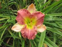 Denivka 'Gelato' (Hemerocallis)