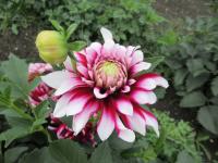 Jiřinka 'Verdi' - Dekorační jiřinky (Dahlia)