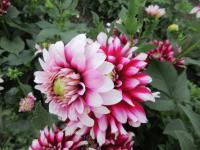 Jiřinka 'Verdi' - Dekorační jiřinky (Dahlia)