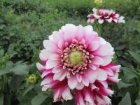 Jiřinka 'Verdi' - Dekorační jiřinky (Dahlia)