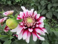 Jiřinka 'Verdi' - Dekorační jiřinky (Dahlia)