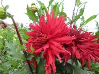 Jiřinka 'Taum Sauk' - Kaktusovité jiřinky (Dahlia)