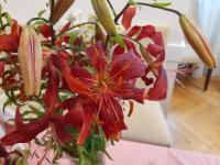 Lilie 'Lilit' - Asijské hybridy vysoké (Lilium)