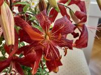 Lilie 'Lilit' - Asijské hybridy vysoké (Lilium)