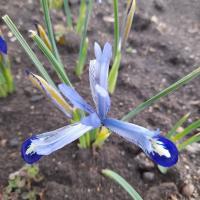 Kosatec síťkovaný 'Clairette' (Iris reticulata)
