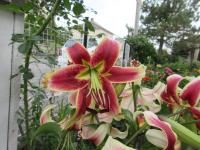 Lilie 'Scheherazade' - OT hybridy (Lilium)