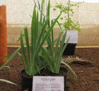 Angínovník čínský